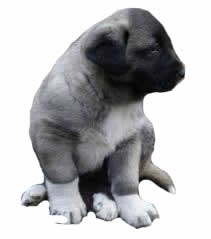 Anadolu Kangal Köpek Çiftliği logosu